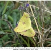 colias croceus copula